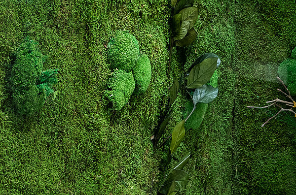 Mooswand Textur Greenwood Extra Plus, echtes Moos und echte Pflanzen für Ihre pflegefreie grüne Wand von Freund GmbH