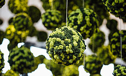 Tree with 732 moss spheres, two-tone, Evergreen Premium moss from Freund GmbH