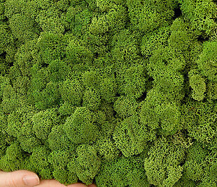 FAQ - Evergreen moss walls by Freund GmbH