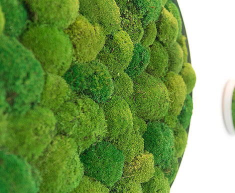 Maintenance-free moss wall, preserved Greenhill Premium cushion moss, veterinary practice reception
