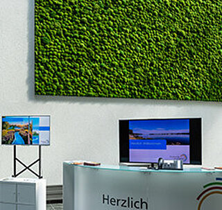 Freund Greenhill Moss Premium, moss walls & moss pictures for indoor use, spherical moss / balm moss / hill moss, tailor-made