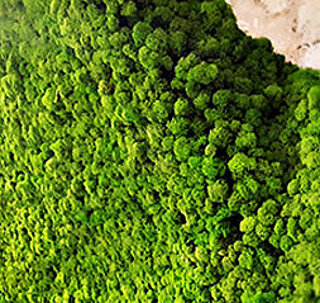 Freund Evergreen Moss Flex, moss walls & moss pictures for interiors, reindeer moss, standard format on flexible textile