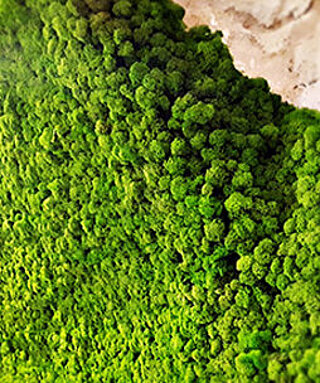  Evergreen Moos Flex: Care-free, acoustically effective moss walls and moss pictures with natural moss on a flexible textile base, Freund GmbH