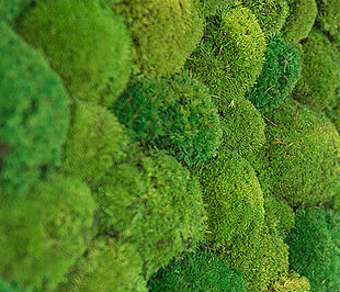 FAQ - Greenhill moss walls by Freund GmbH