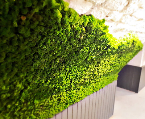 Highly flexible moss panels for cellar vault cladding, restaurant, functionally acoustic
