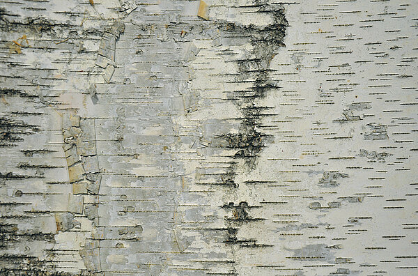  Bark House® Premium design panels exclusively at Freund GmbH, wooden walls, bark panels of white birch, texture detail