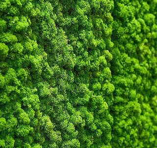 Care free moss walls, maintenance-free vertical gardens of moss and plants, biophilic design for offices, luxury spaces, hotel rooms, restaurants, spas 