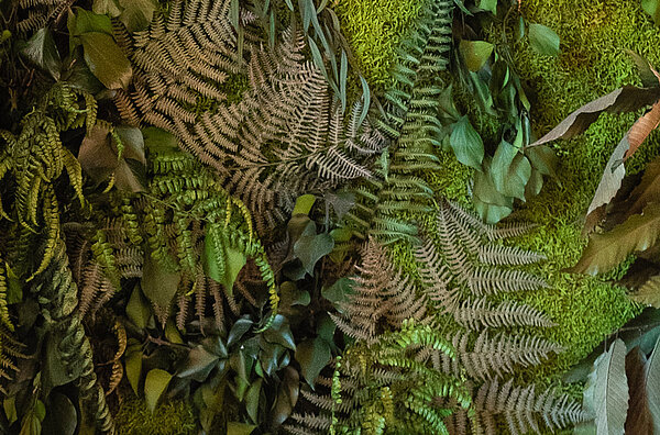 Plant wall Greenwood Moss Forest texture