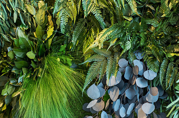 Pflanzenwand Textur Greenwood Jungle, echtes Moos und echte Pflanzen für Ihre pflegefreie grüne Wand von Freund GmbH