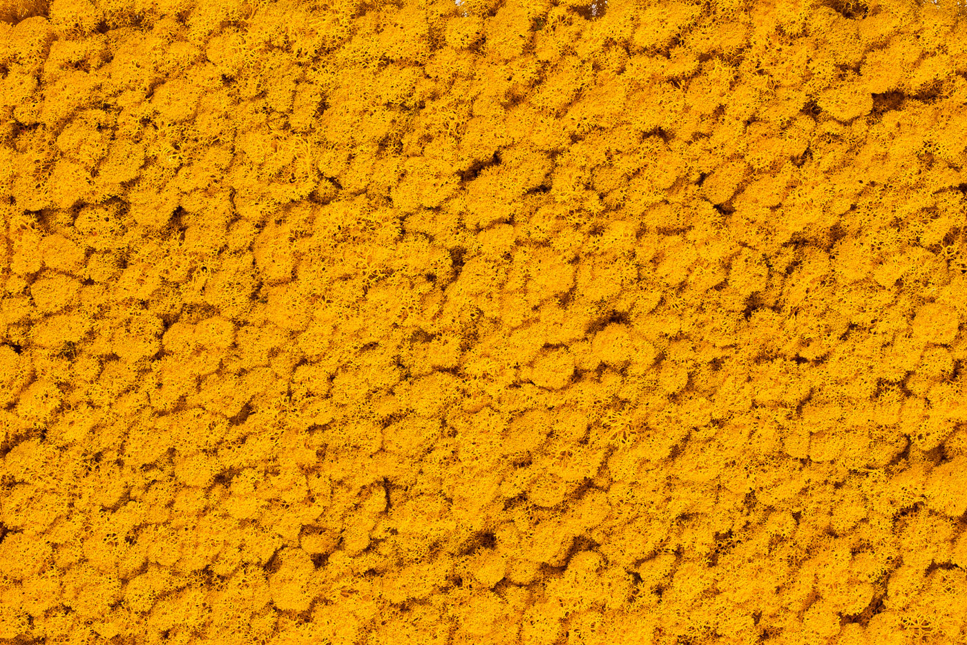 Special colour