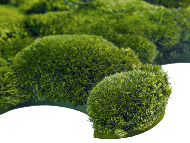 Greenhill Puzzle: Real moss walls made of hill moss, infinitely and seamlessly extendable, acoustically effective, Freund GmbH